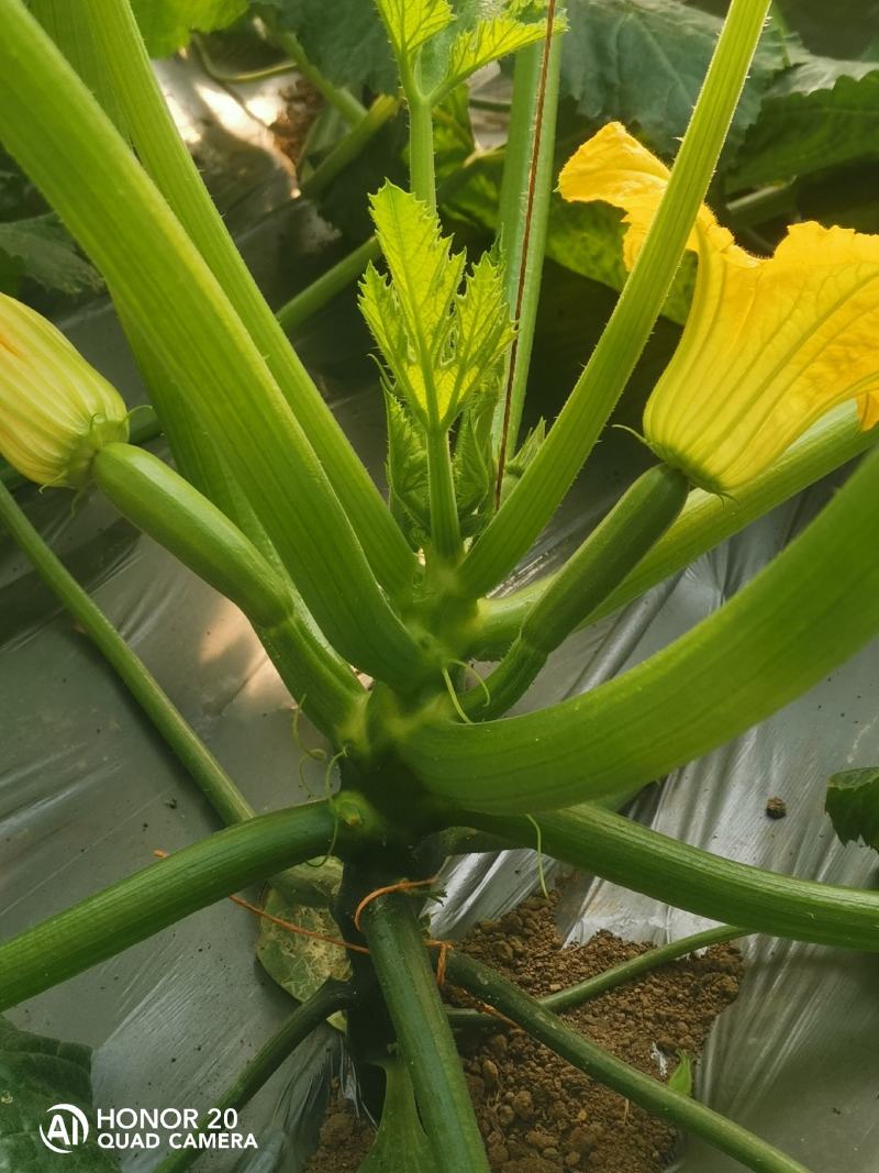 西葫芦种植