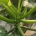 西葫芦种植