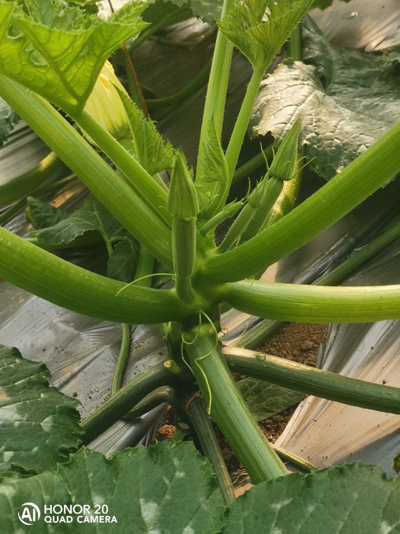 西葫芦种植