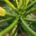 西葫芦种植