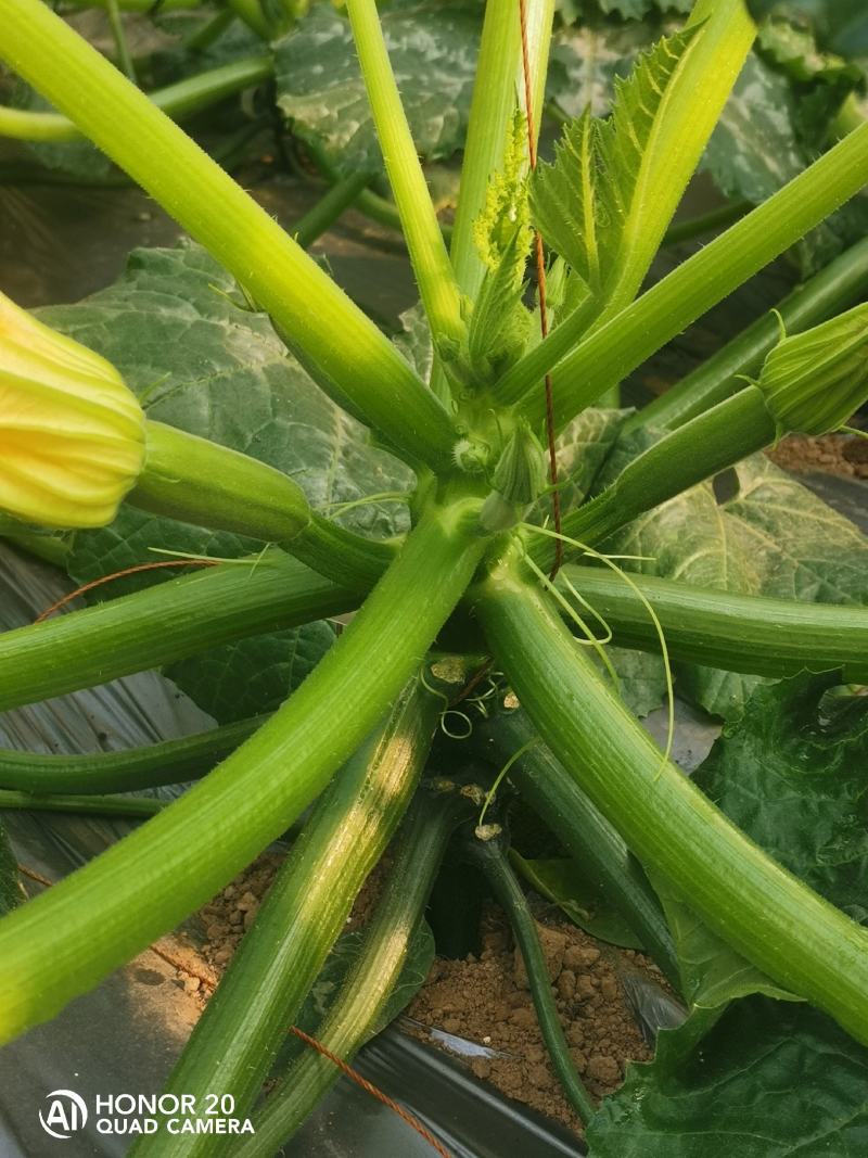 西葫芦种植