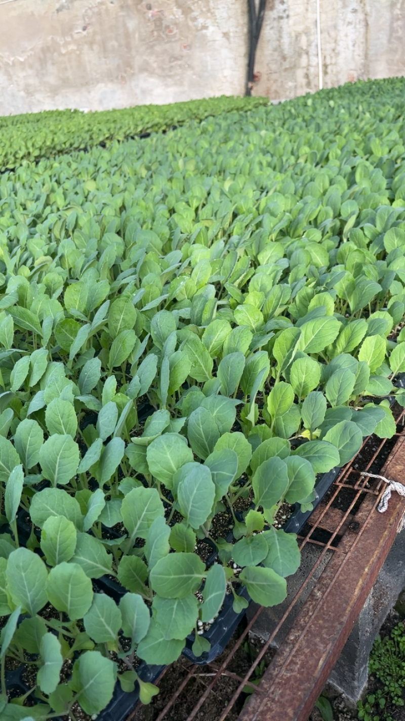科松80有机菜花苗货源充足