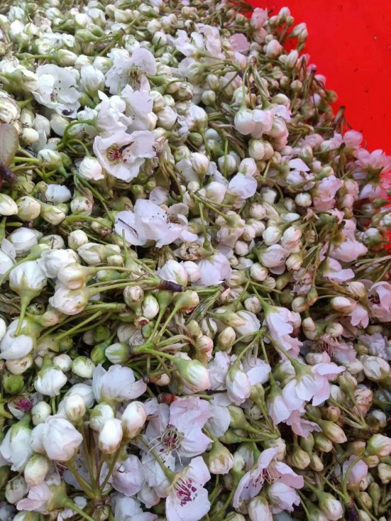 梨花粉
