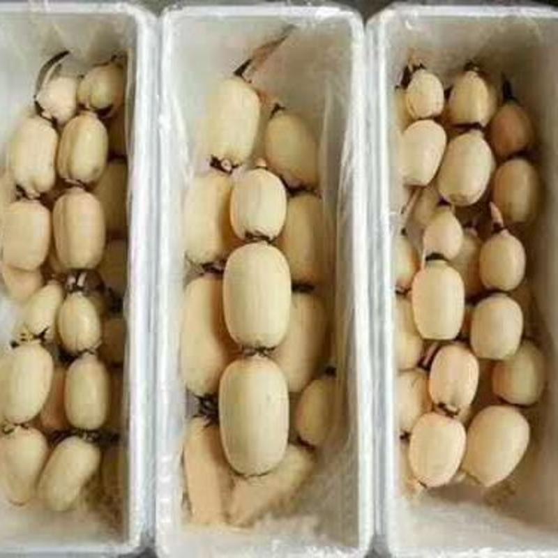 莲藕种，产量高，口感好，颜色白，山东省鱼台县志龙莲藕种植