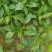 辣椒苗（二荆条、螺丝椒、薄皮椒）