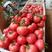 大红，硬粉，西红柿，大量供应，承接商超电商，批发市场