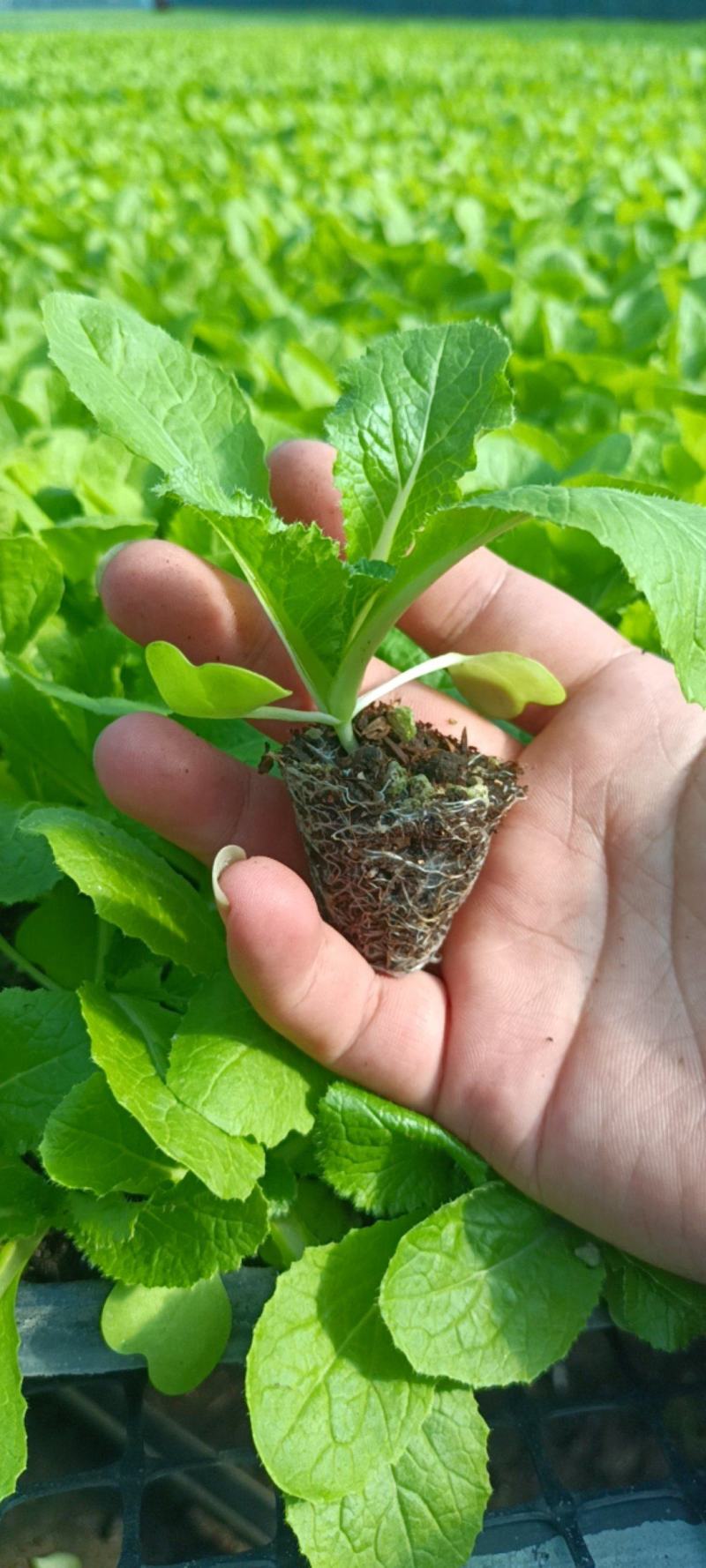 精品白菜苗，厂家直供，基质育苗，无病虫害，现苗直发。