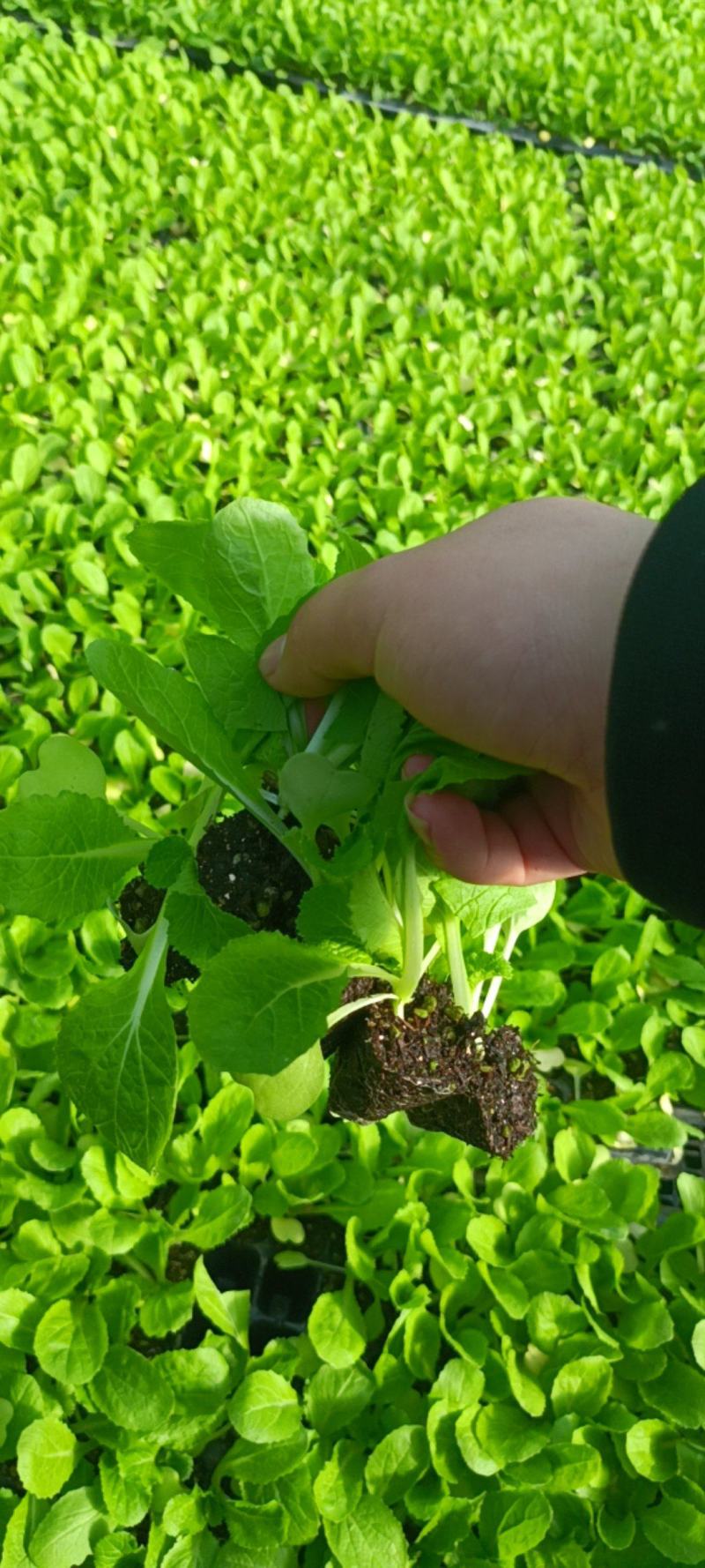 精品白菜苗，厂家直供，基质育苗，无病虫害，现苗直发。