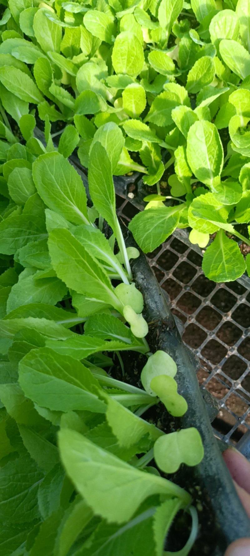 精品白菜苗，厂家直供，基质育苗，无病虫害，现苗直发。