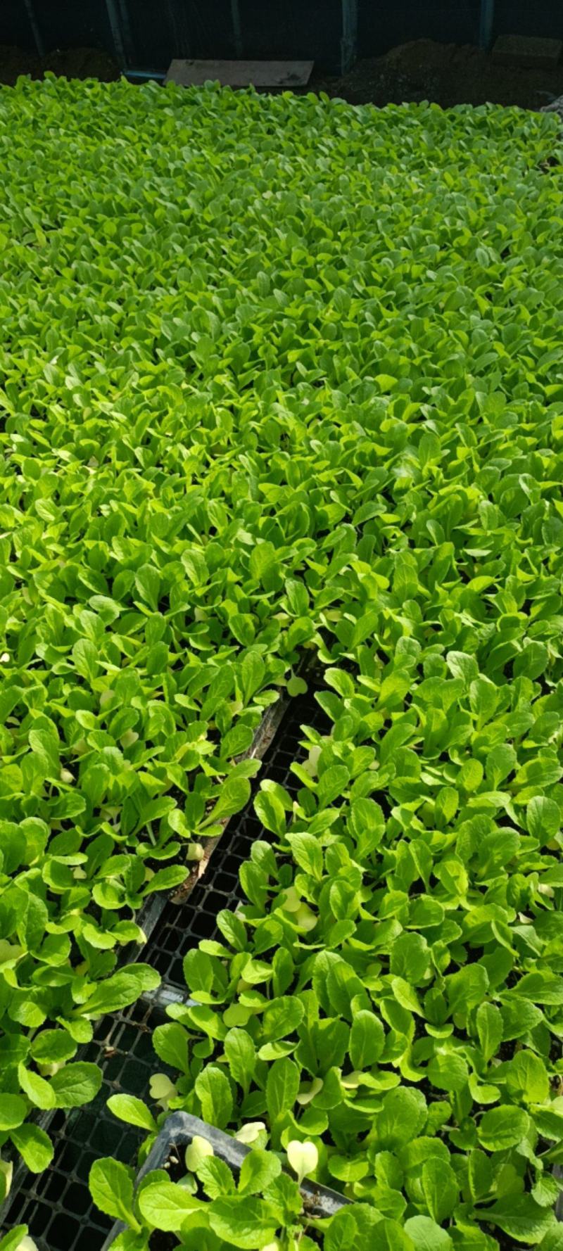 精品白菜苗，厂家直供，基质育苗，无病虫害，现苗直发。