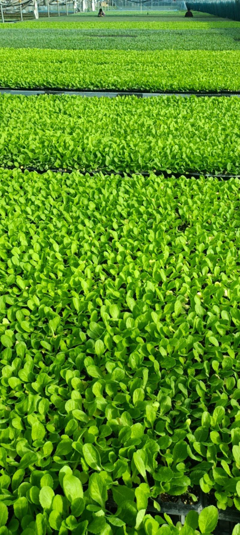 精品白菜苗，厂家直供，基质育苗，无病虫害，现苗直发。