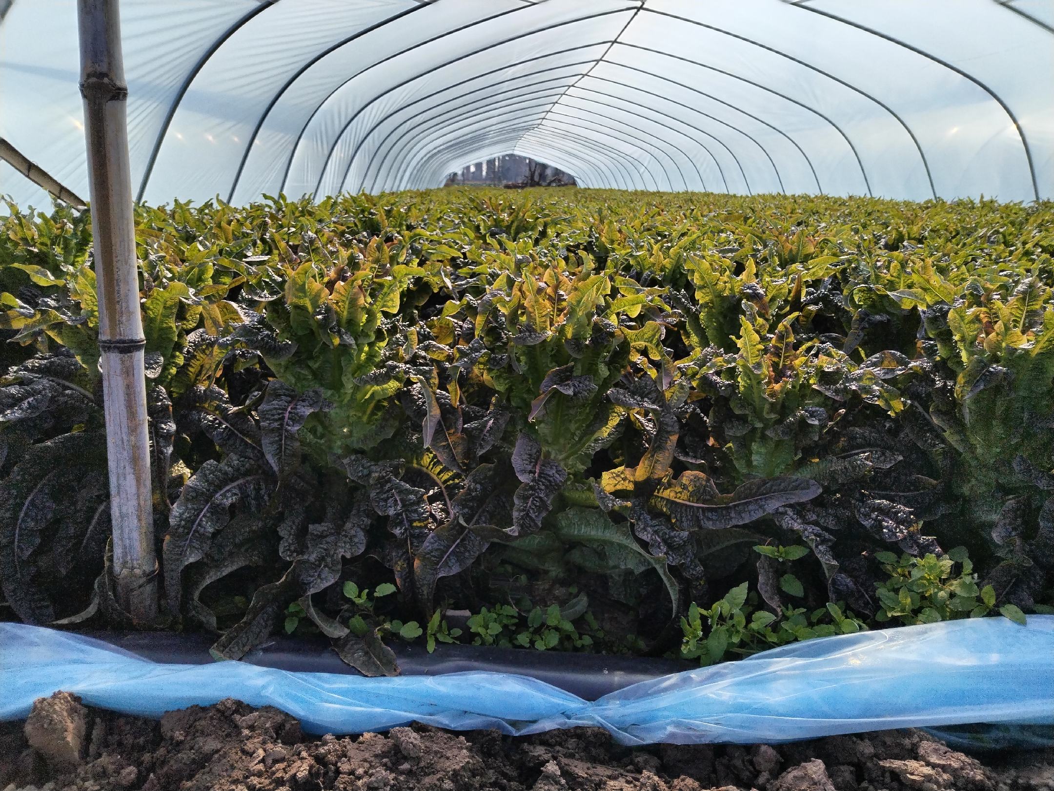 机械化莴苣移栽作业现场