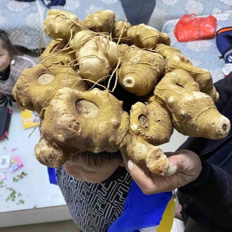优质甜黄精，多花黄精