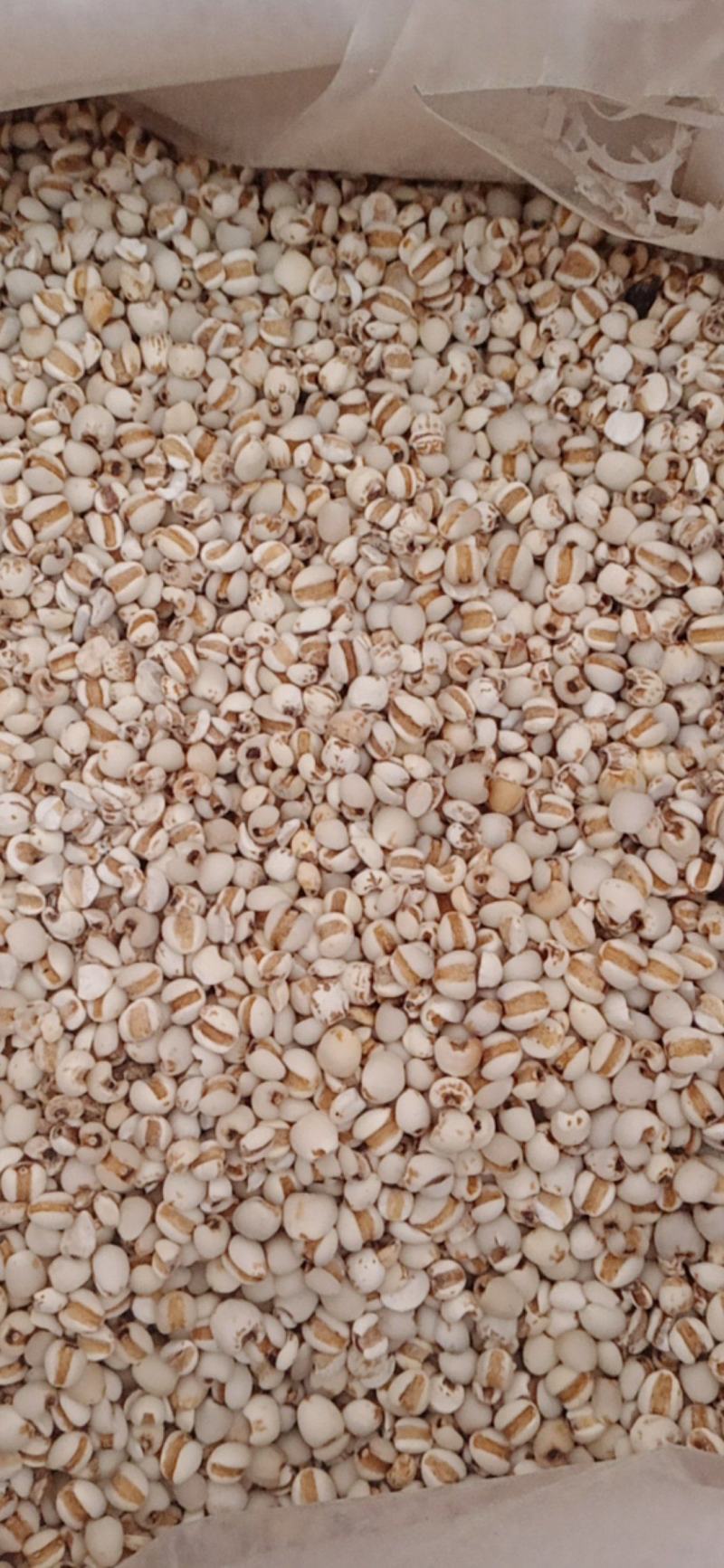【薏苡仁】玉米仁药食两用.中药材批发.质量保证规格齐全.