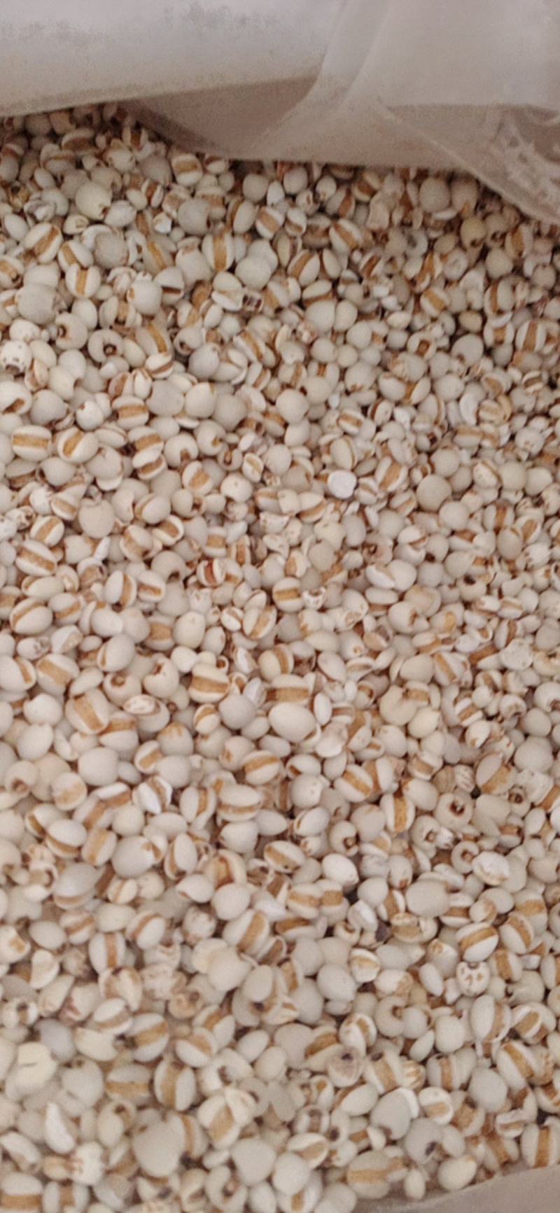 【薏苡仁】玉米仁药食两用.中药材批发.质量保证规格齐全.