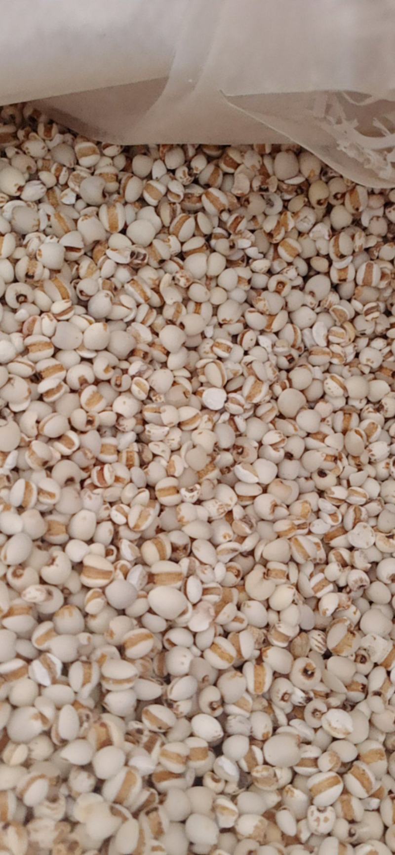【薏苡仁】玉米仁药食两用.中药材批发.质量保证规格齐全.
