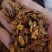 黄连个.黄连片.鸡爪连规格齐全产地直销.中药材批发.质量