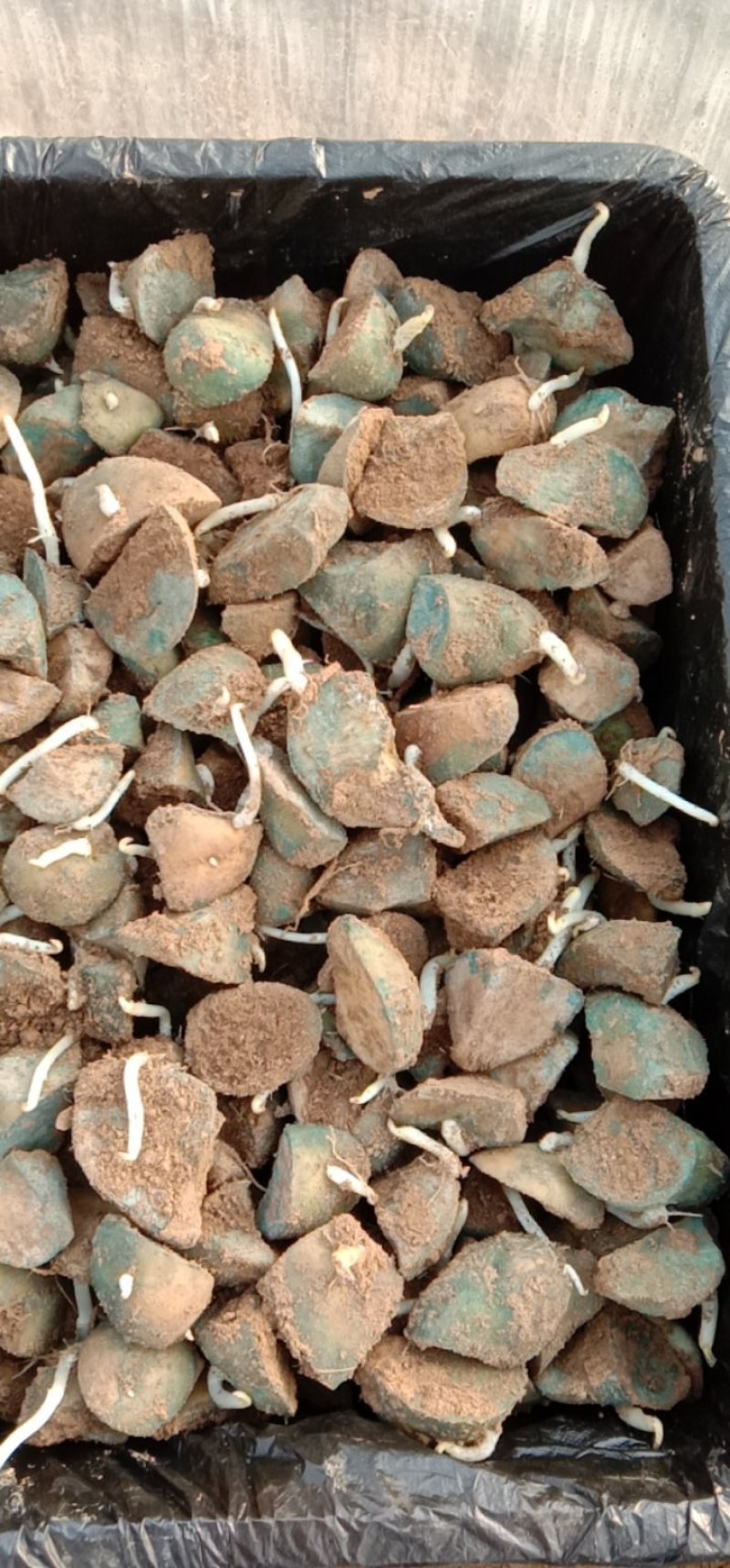 黄皮黄心优质高产，脱毒，荷兰十五一级，切块育苗种薯