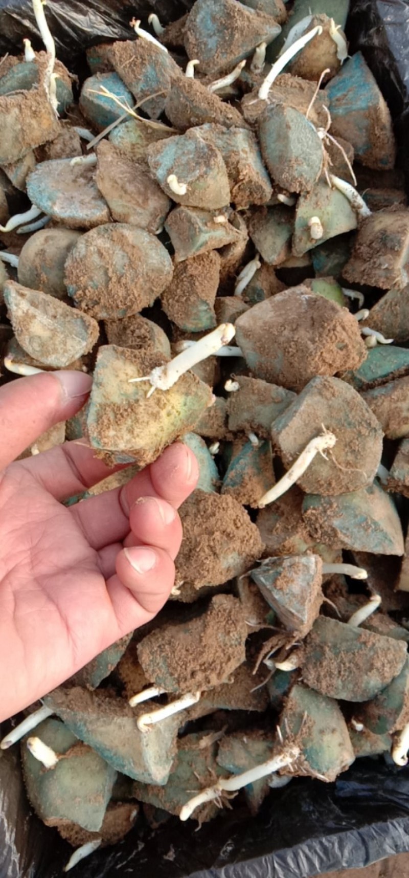 黄皮黄心优质高产，脱毒，荷兰十五一级，切块育苗种薯