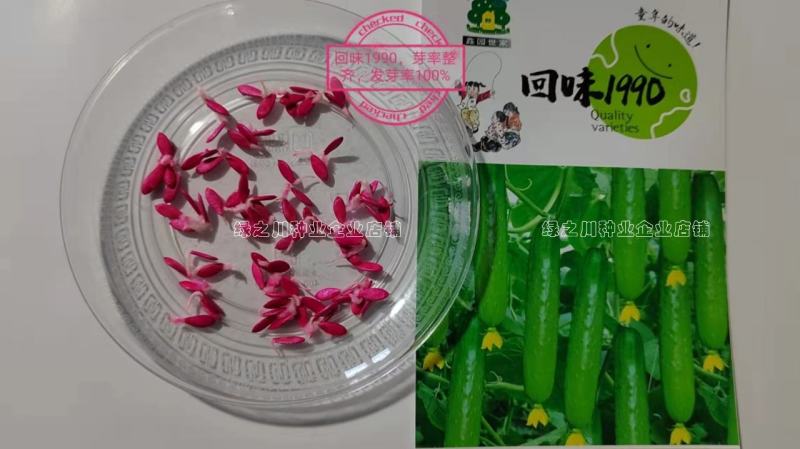 优质口感型水果黄瓜种子回味1990强雌性黄瓜种子无需蘸花