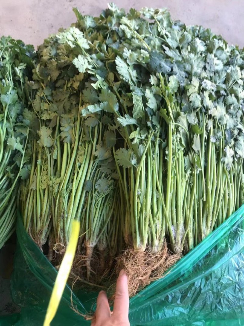 香菜