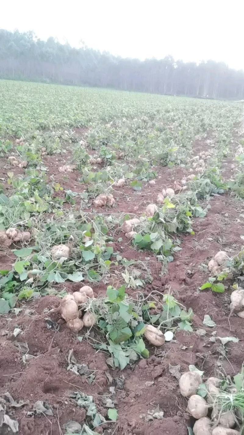 热推徐闻凉薯也称白地瓜，货源充足，量大从优，一件代发