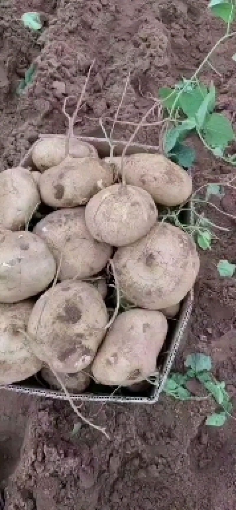热推徐闻凉薯也称白地瓜，货源充足，量大从优，一件代发