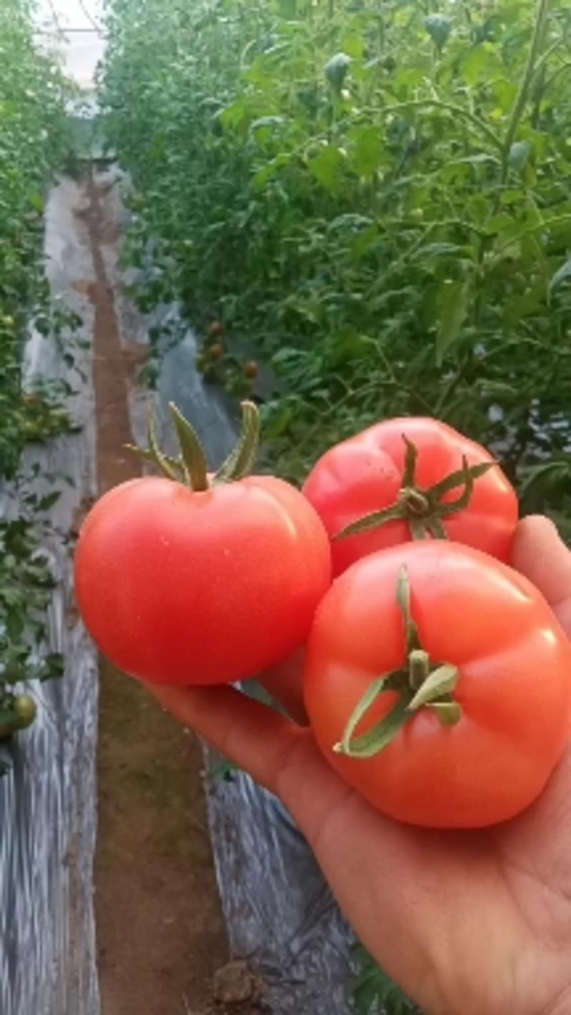 陕西泾阳县普罗旺斯水果西红柿产地供应欢迎合作