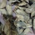 【牛蒡】茶用牛蒡片.中药材批发.质量保证规格齐全.