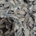 【牛蒡】茶用牛蒡片.中药材批发.质量保证规格齐全.