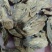 【牛蒡】茶用牛蒡片.中药材批发.质量保证规格齐全.