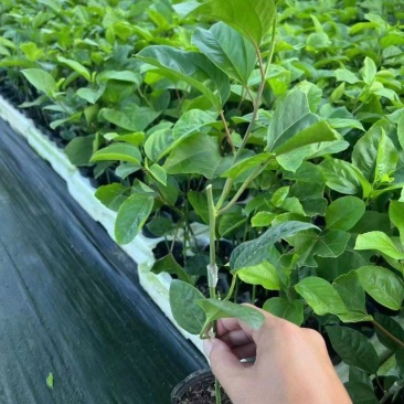 当年挂果百香果苗四季挂果树苗批发广西百香果苗台农黄金果苗