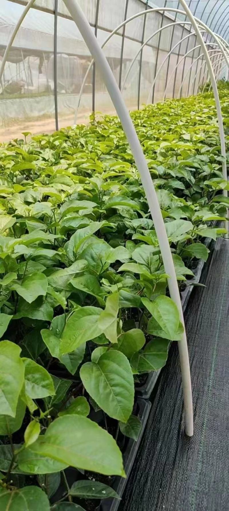 当年挂果百香果苗四季挂果树苗批发广西百香果苗台农黄金果苗
