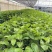 当年挂果百香果苗四季挂果树苗批发广西百香果苗台农黄金果苗