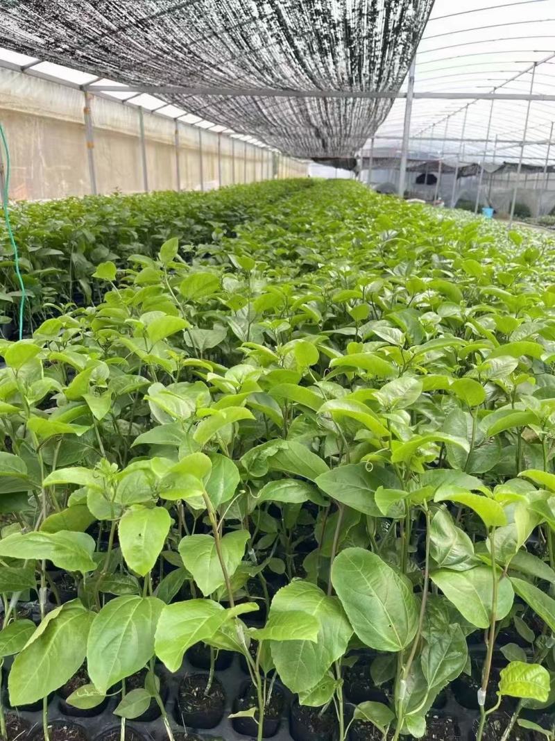 当年挂果百香果苗四季挂果树苗批发广西百香果苗台农黄金果苗