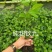 当年挂果百香果苗四季挂果树苗批发广西百香果苗台农黄金果苗