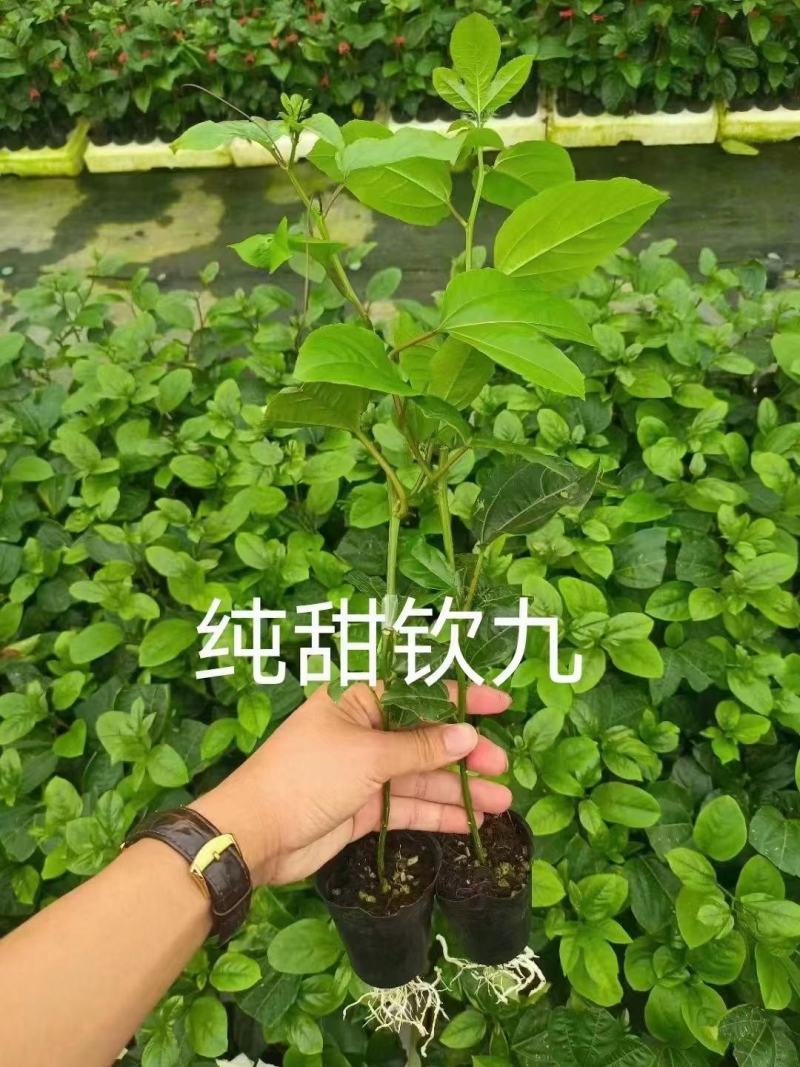 当年挂果百香果苗四季挂果树苗批发广西百香果苗台农黄金果苗