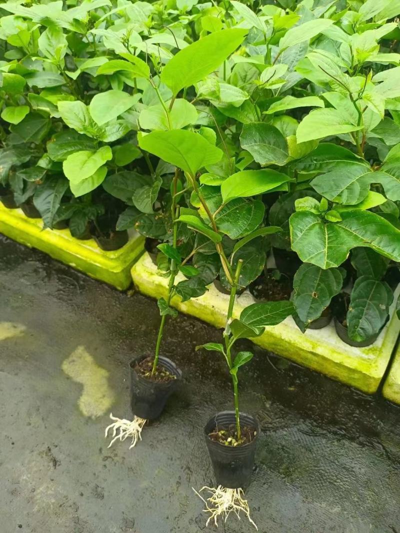 当年挂果百香果苗四季挂果树苗批发广西百香果苗台农黄金果苗