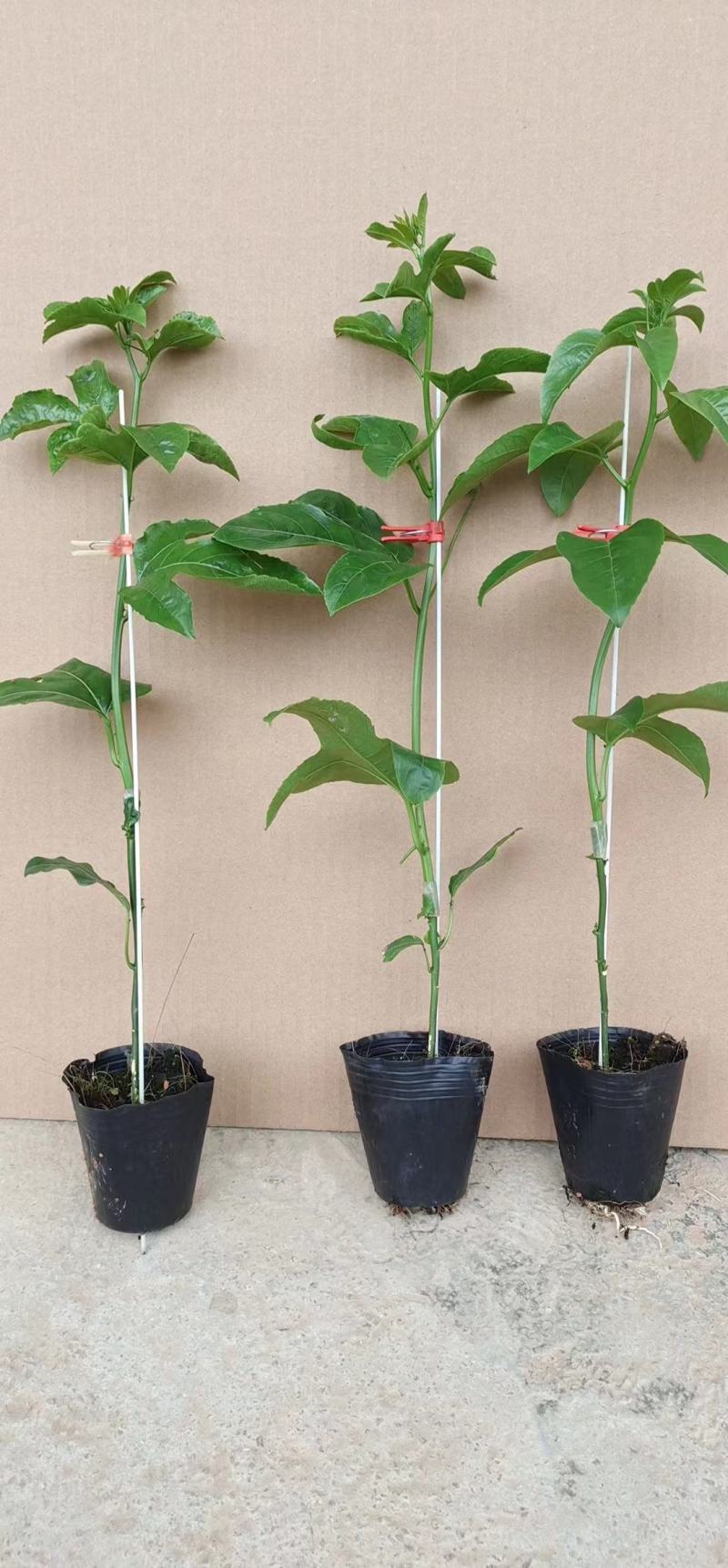 当年挂果百香果苗四季挂果树苗批发广西百香果苗台农黄金果苗