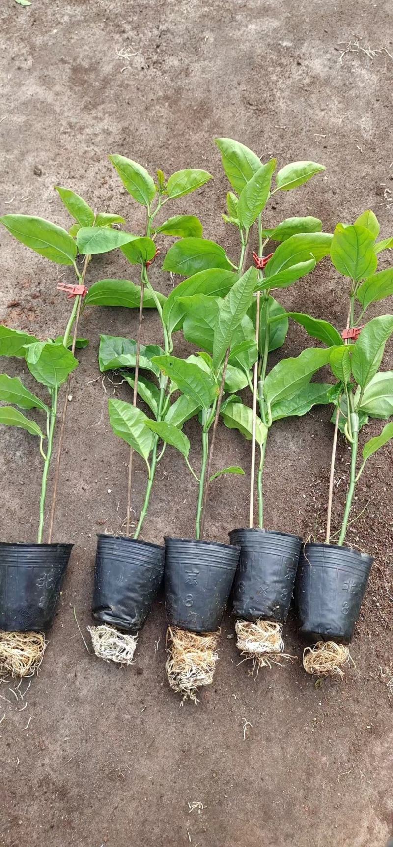 当年挂果百香果苗四季挂果树苗批发广西百香果苗台农黄金果苗
