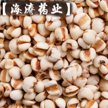 【薏苡仁】玉米仁药食两用.中药材批发.质量保证规格齐全.
