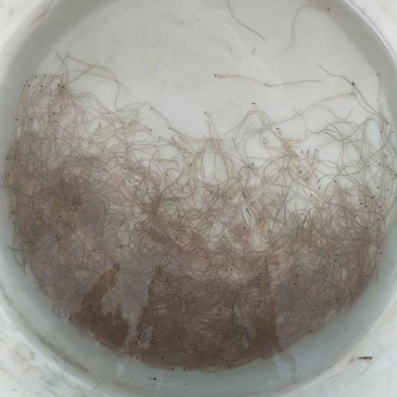 第一货源鳗鱼苗