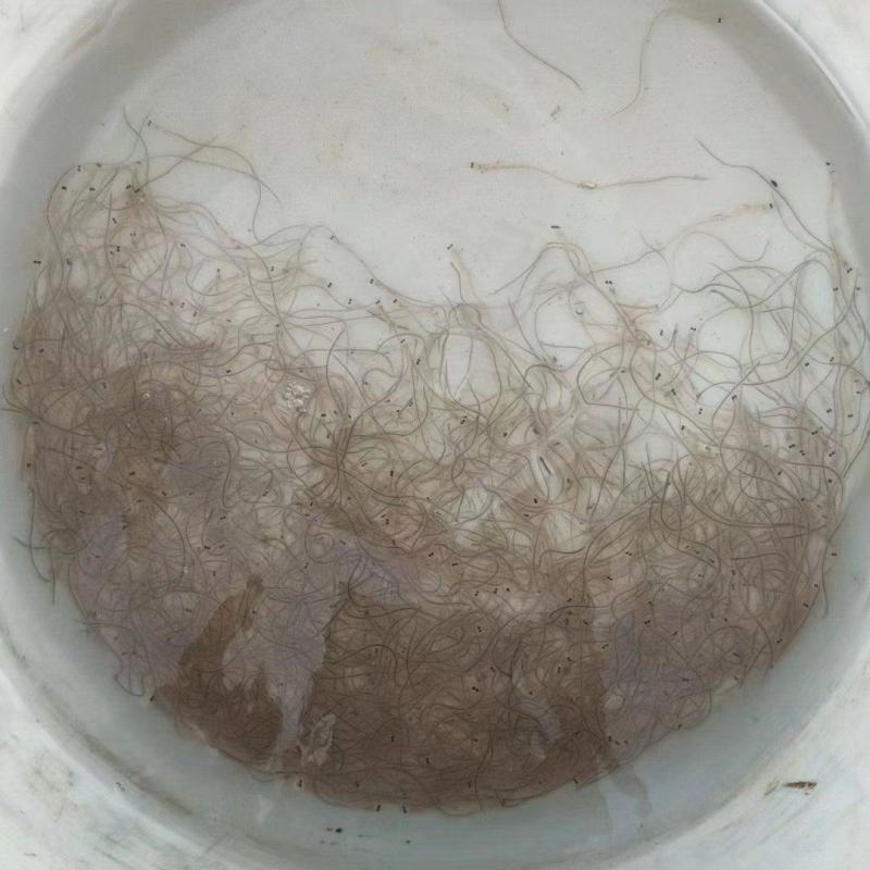 第一货源鳗鱼苗
