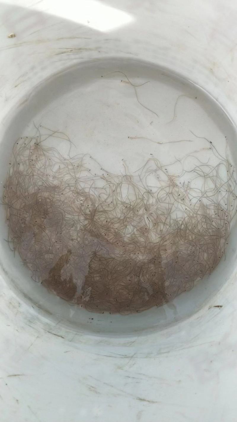 第一货源鳗鱼苗