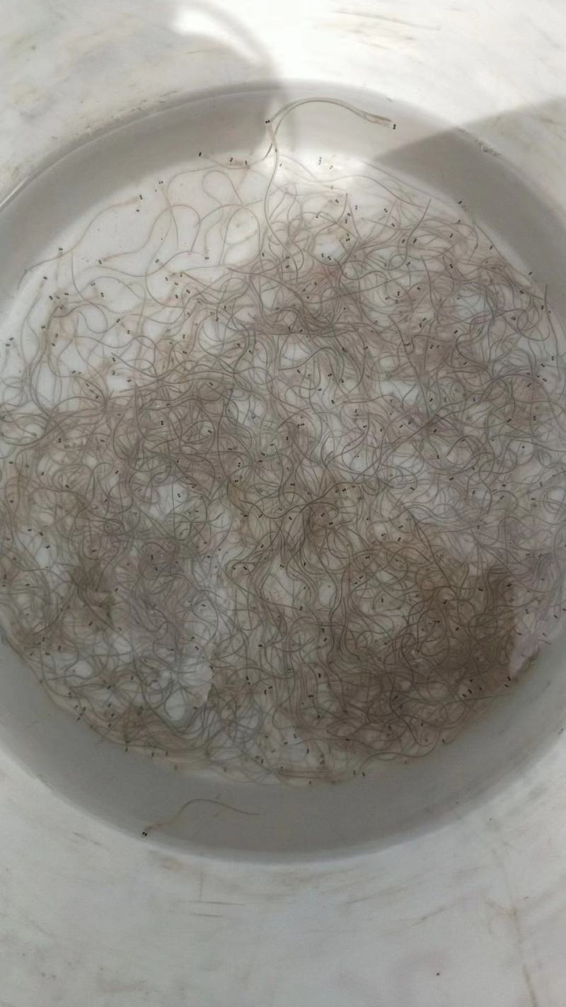 第一货源鳗鱼苗