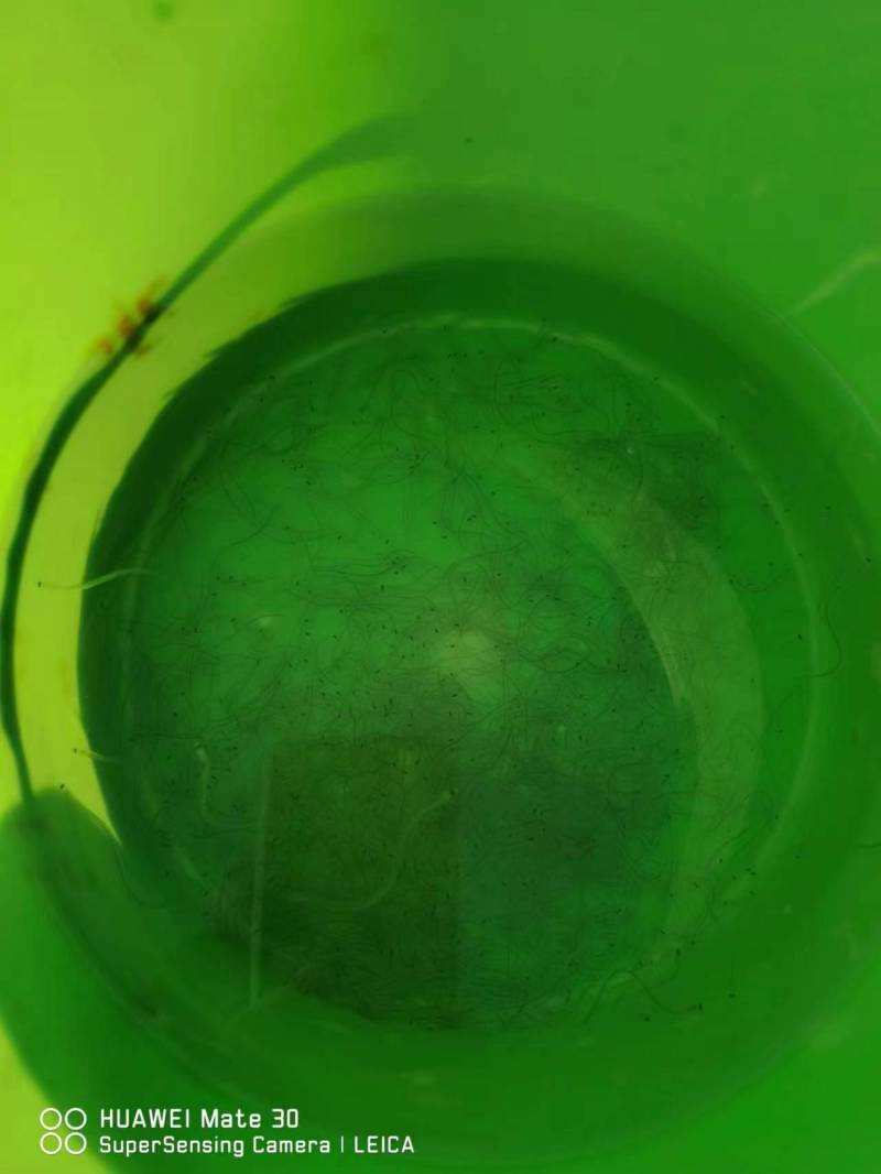 第一货源鳗鱼苗