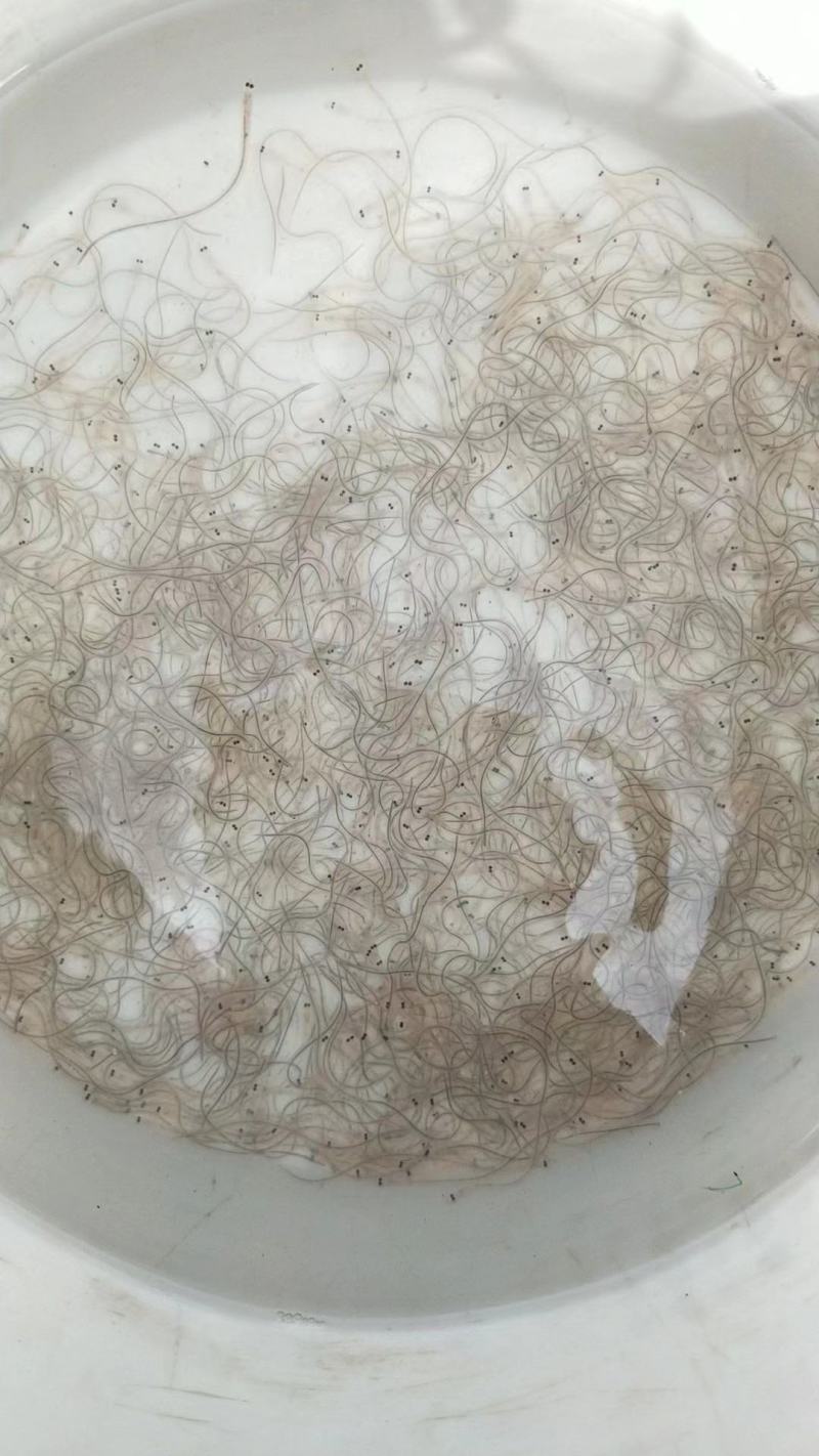 第一货源鳗鱼苗