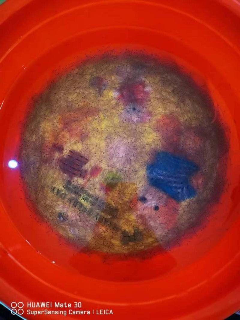 第一货源鳗鱼苗
