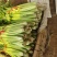 法国皇后西芹芹菜60-80公分净根带根半根装袋等专业代收