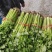 法国皇后西芹芹菜60-80公分净根带根半根装袋等专业代收